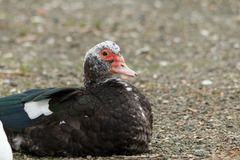 Cairina moschata domestica