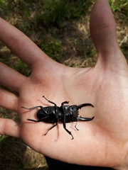 Serrognathus titanus castanicolor