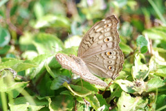 Junonia atlites atlites