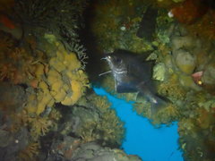 Trisopterus capelanus