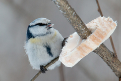 Cyanistes caeruleus × cyanus