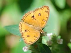 Junonia almana javana