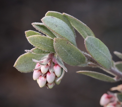 Ghostly Manzanita