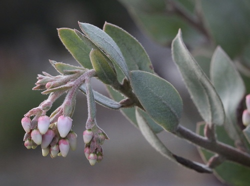 Arctostaphylos silvicola Jeps. & Wiesl.