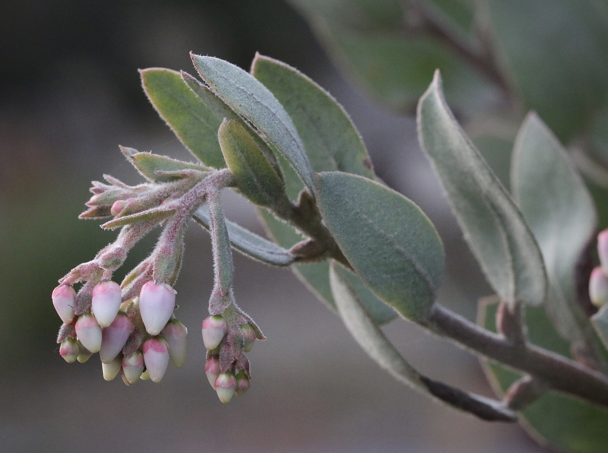Arctostaphylos silvicola