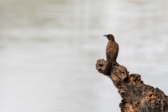 Pycnonotus barbatus tricolor