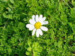 Anthemis chia