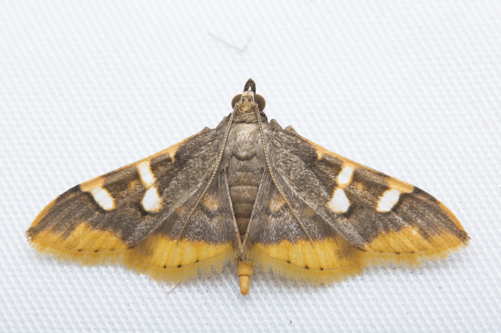 Prophantis adusta