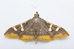 Prophantis adusta