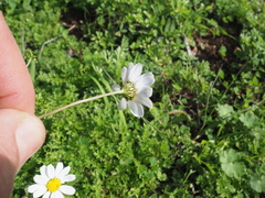 Anthemis chia