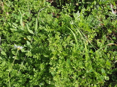 Anthemis chia