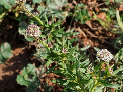 Lepidium graminifolium