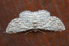 Eupithecia costalis