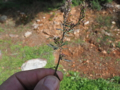 Lepidium graminifolium