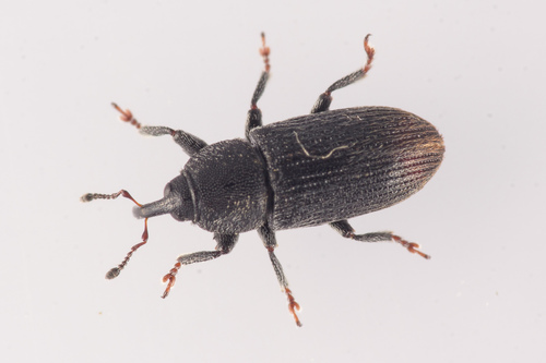 Stem Miner Weevil, photo 4 of 10