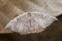 Drepanidae