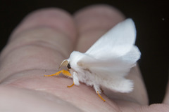 Bombycidae