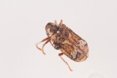 Ptinomorphus imperialis