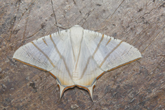 Ourapteryx claretta