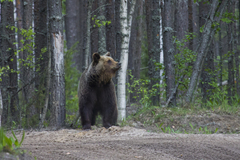 Brown Bear photo 2