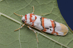 Cyana cruentata
