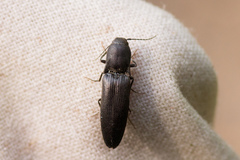 Ectinus aterrimus