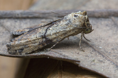 Lophoptera