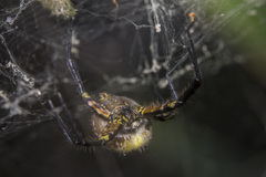 Cyrtophora cylindroides