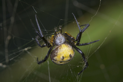 Cyrtophora cylindroides