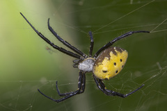 Cyrtophora cylindroides