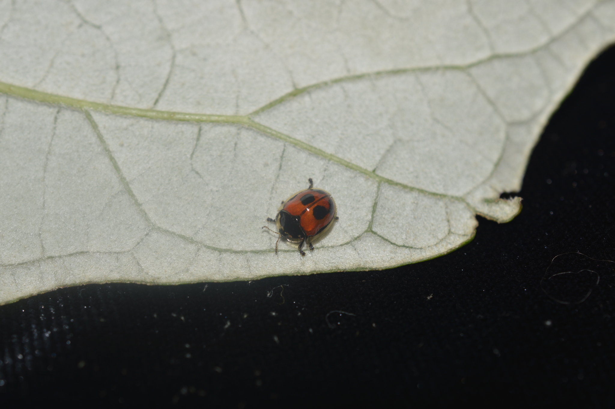 Plagiometriona coccinelloides image