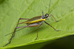 Nisitrus