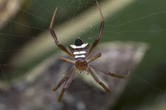 Argiope reinwardti