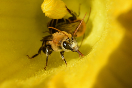 Peponapis fervens