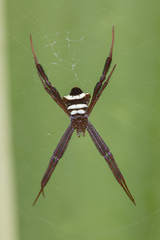 Argiope reinwardti