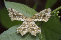 Fritillerinnys clathraria