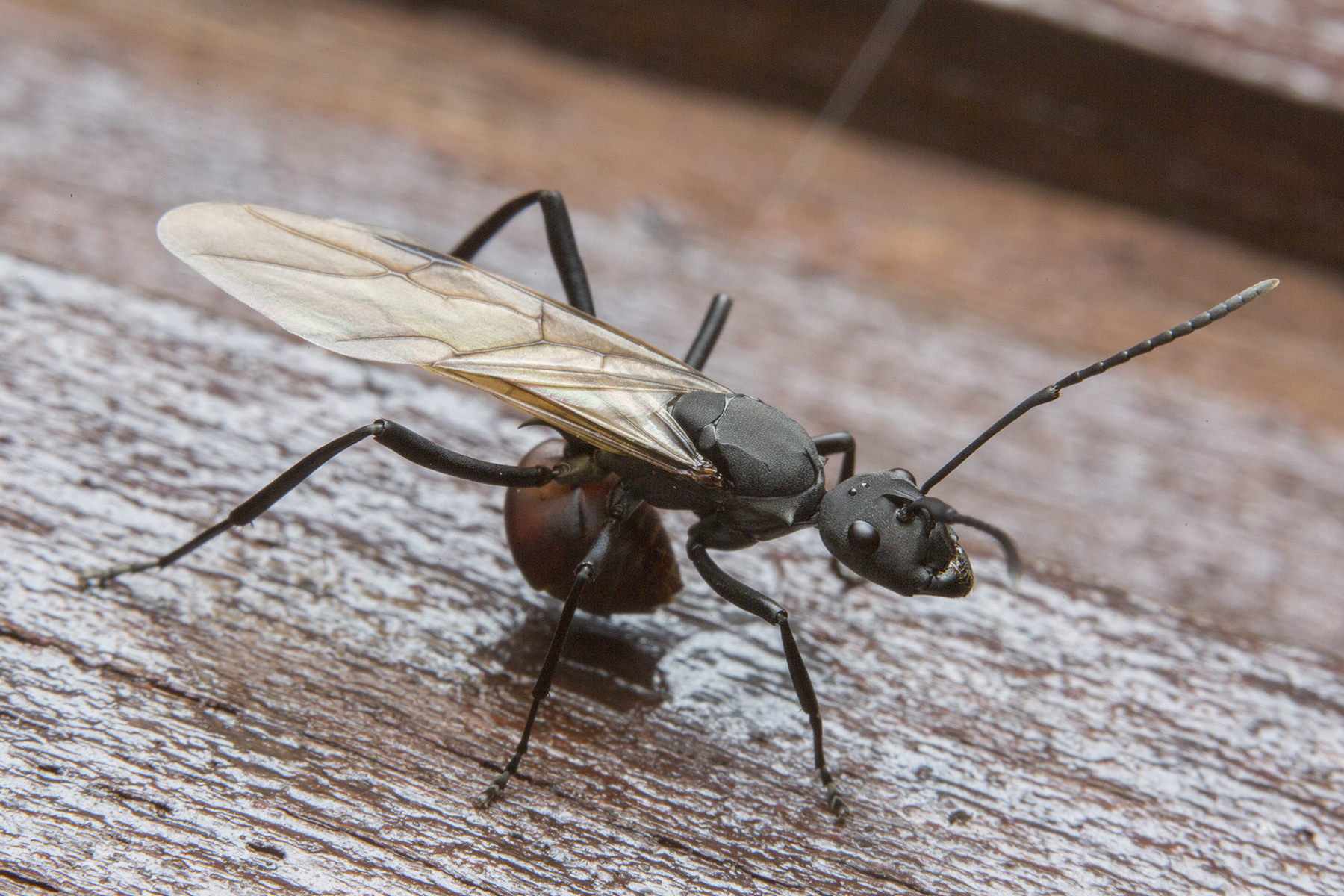 Polyrhachis abdominalis