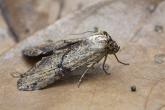 Lophoptera