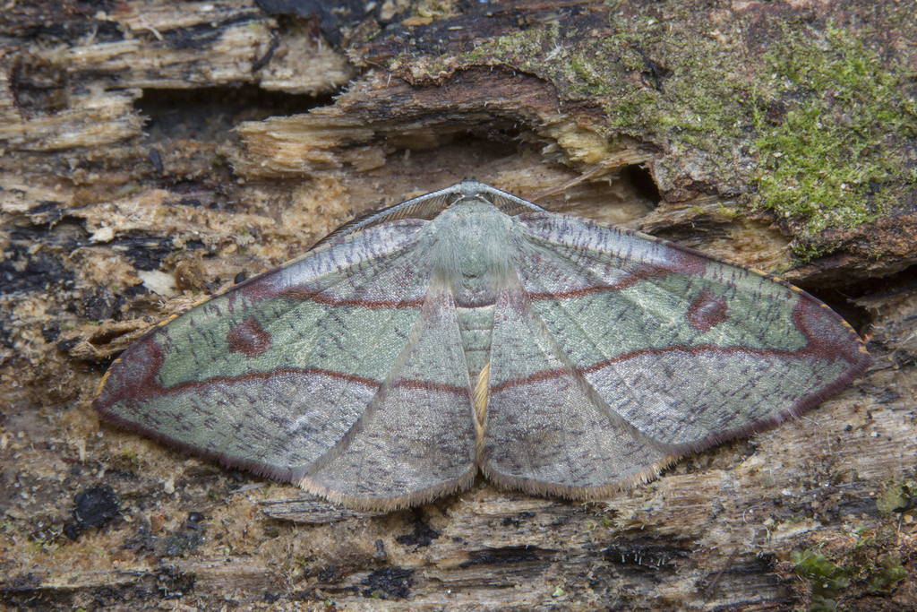 Hypochrosis hyadaria