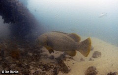 Epinephelus lanceolatus