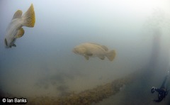 Epinephelus lanceolatus