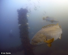 Epinephelus lanceolatus
