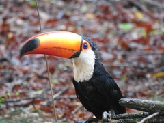 Ramphastos toco
