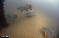 Epinephelus lanceolatus