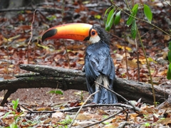 Ramphastos toco