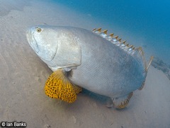 Epinephelus lanceolatus