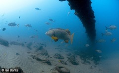 Epinephelus lanceolatus
