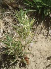 Castilleja sessiliflora