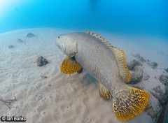 Epinephelus lanceolatus