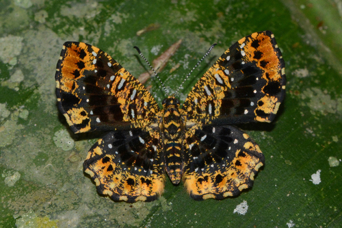 Calydna carneia